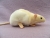 Ivory Half-Hooded Rat Plushie