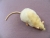 Ivory Half-Hooded Rat Plushie