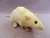 Ivory Hooded Rat Plushie