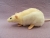 Ivory Hooded Rat Plushie