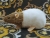 Light Brown Bareback Rat Plushie\