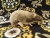 Light Brown Berkshire Rat Plushie