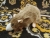 Light Brown Blazed Rat Plushie