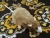 Light Brown Blazed Rat Plushie