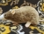 Light Brown Blazed Rat Plushie
