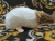 Light Brown Capped Rat Plushie