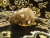Light Brown Rat Plushie