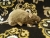 Light Brown Rat Plushie