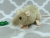 Light Green Rat Plushie