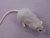 Light Grey Berkshire Rat Plushie