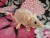 Light Pink Mouse Plushie