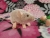 Light Pink Mouse Plushie with White Belly