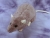 Light Purple Rat Plushie