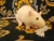 Little Yellow Rat Plushie
