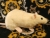 Little Yellow Rat Plushie