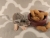 Lilac Grey Mouse Plushie with White Belly