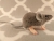 Lilac Grey Mouse Plushie with White Belly