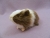 Little Agouti Dutch Guinea Pig Plushie