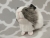 Little Agouti Grey Dutch Guinea Pig Plushie