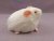 Little White Guinea Pig Plushie