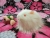 Little White Longhaired Guinea Pig Plushie
