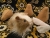 Little Beige Dutch Longhaired Guinea Pig Plushie