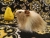 Little Beige Dutch Longhaired Guinea Pig Plushie