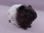 Little Black Roan Guinea Pig Plushie