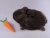 Little Black Shorthaired Guinea Pig Plushie