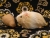 Little Buff Dutch Guinea Pig Plushie