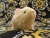 Little Buff Guinea Pig Plushie