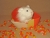 Little Candy Corn Guinea Pig Plushie