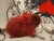 Little Cherry Bomb Guinea Pig Plushie