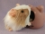 Little Frosted Pink Dutch Guinea Pig Plushie