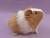 Little Golden Brown Dutch Guinea Pig Plushie