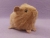 Little Golden Brown Guinea Pig Plushie