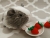 Little Grey Dutch Guinea Pig Plushie