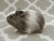 Little Grey Dutch Guinea Pig Plushie