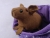 Little Brown Hairless Guinea Pig Plushie