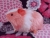 Little Hot Pink Dutch Guinea Pig Plushie