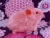 Little Hot Pink Guinea Pig Plushie