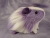 Little Lavender Dutch Guinea Pig Plushie