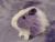 Little Lavender Dutch Guinea Pig Plushie