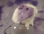 Little Lavender Dutch Guinea Pig Plushie