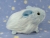 Little Light Blue Guinea Pig Plushie (Fluffy)