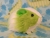 Little Lime Green Dutch Guinea Pig Plushie