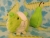 Little Lime Green Dutch Guinea Pig Plushie