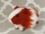 Little Maroon Dutch Guinea Pig Plushie