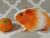 Little Orange Dutch Guinea Pig Plushie