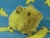 Little Pea Green Guinea Pig Plushie
